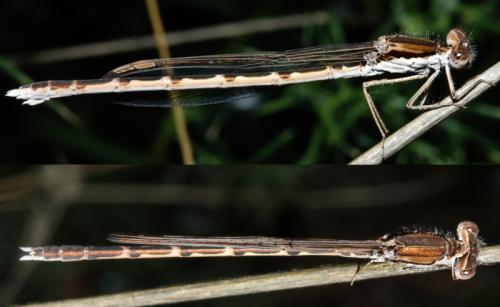 Réf. 349 381 : Sympecma fusca